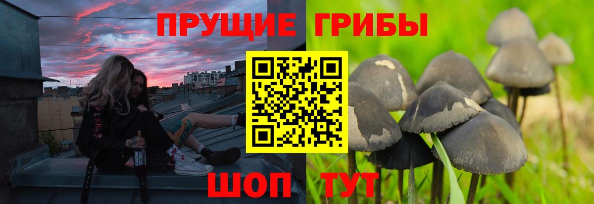Псилоцибиновые грибы Psilocybine cubensis  купить наркотики сайты  Вход с VPN  Отрадный  Псилоцибиновые грибы мухоморы 